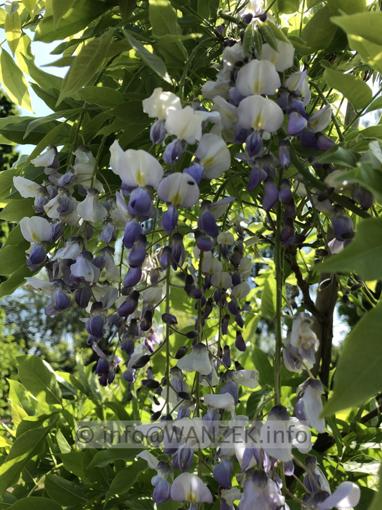 Wisteria sinensis 002.JPG